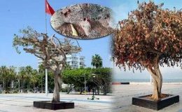 Sembol ağacın kurutulması ”HAPİS CEZASI”